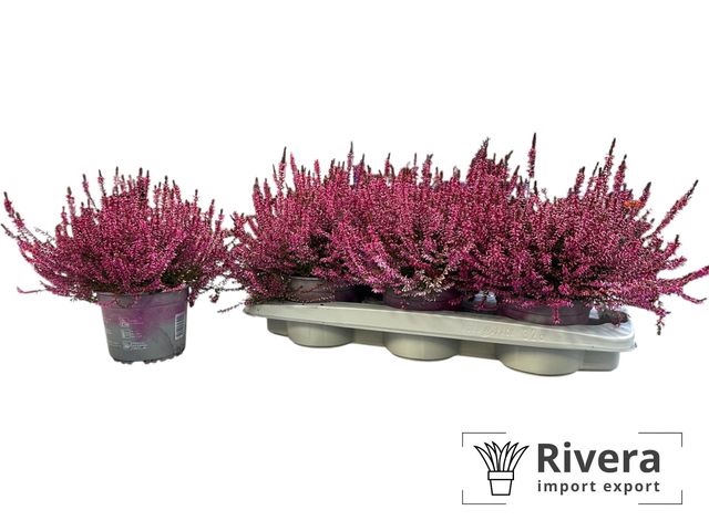 <h4>CALLU PAINTED PINK P14</h4>