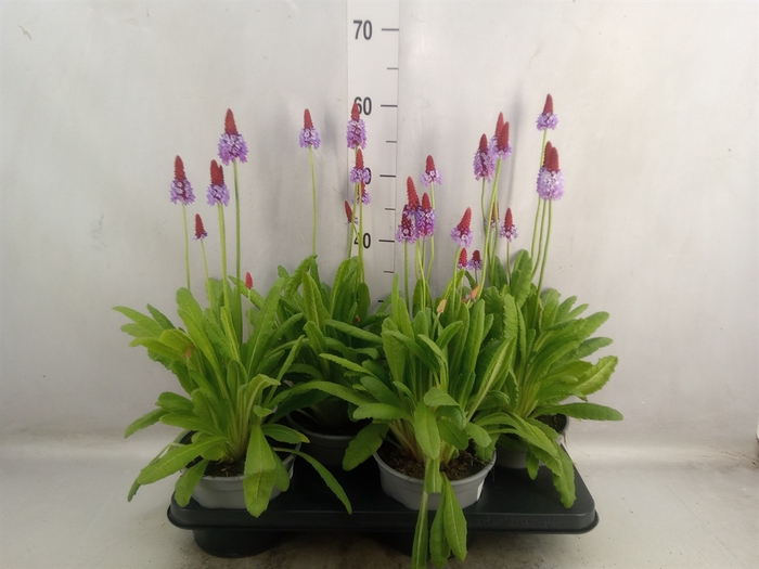 <h4>Primula vialii</h4>