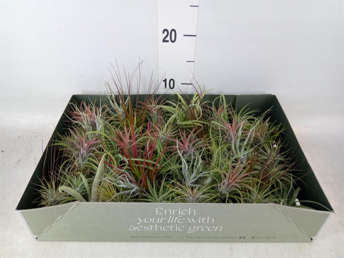 <h4>Tillandsia</h4>