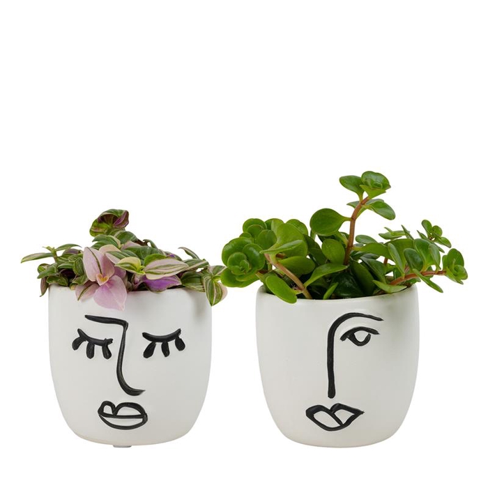 Foliage in Expression