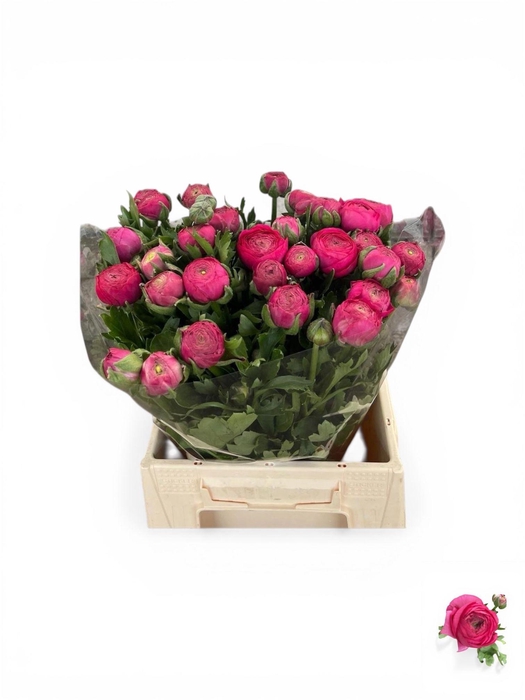 <h4>RAN AAZUR DEEP ROSE</h4>