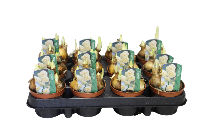 <h4>Bol op pot Narcis Bridel</h4>