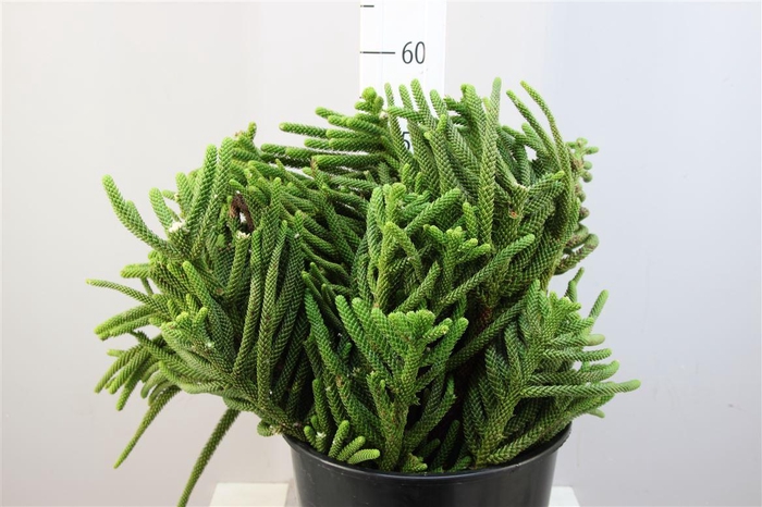 <h4>Araucaria Zak</h4>