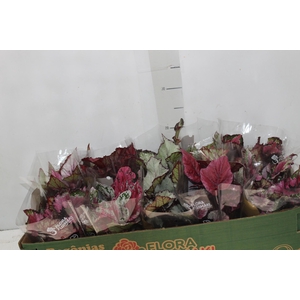 BEGONIA BELEAF P11 PO