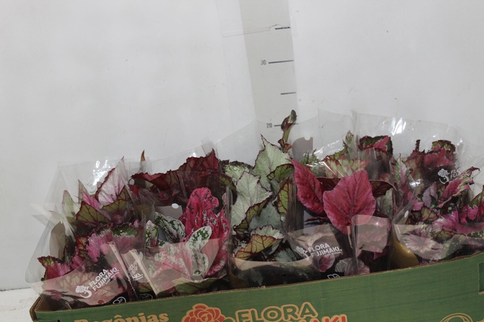 <h4>BEGONIA BELEAF P11 PO</h4>