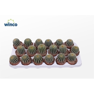 Notocactus Magnificus