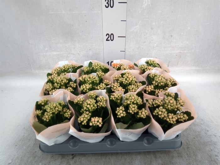 <h4>Kalanchoe  'RoseFlow Agnes'</h4>