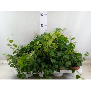 Hedera helix 'Wonder'