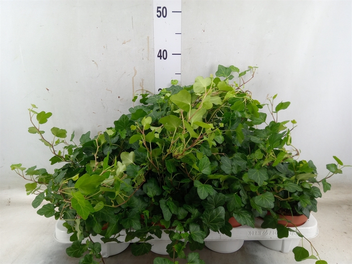 <h4>Hedera helix 'Wonder'</h4>