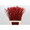 Salix Caprea Snow Flake P. Red