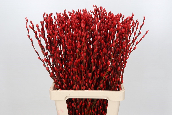 Salix Caprea Snow Flake P. Red