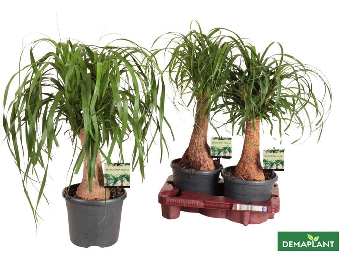 <h4>BEAUCARNEA RECUR</h4>