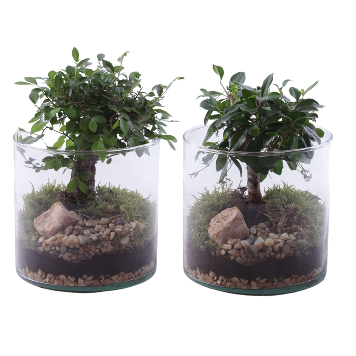 <h4>Bonsai Indoor Mix Ø09cm Ball Shape in Glass Vase Cylinder Ø15cm</h4>