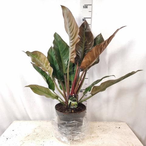 <h4>PHIL IMPERIAL RED</h4>