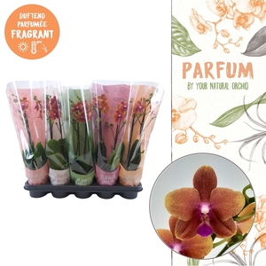 Parfum | Bolgheri | 2 spike in Flower Symphony hoes