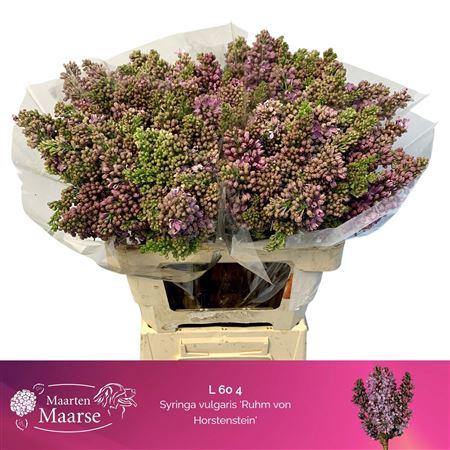 <h4>Syr V R V Horstenst 60cm 4 Hd</h4>