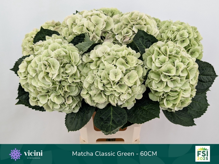 <h4>HYDR M MY MATCHA CL</h4>