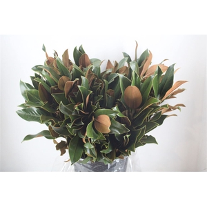 Magnolia P Bunch