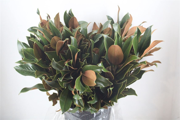 <h4>Magnolia P Bunch</h4>
