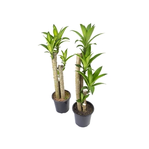 DRACENA REFLEXA VARIADO P23