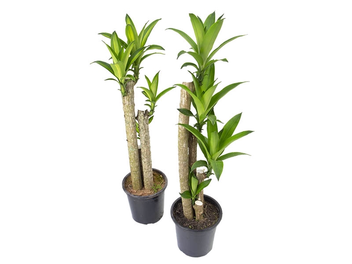DRACENA REFLEXA VARIADO P23