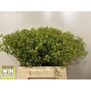 Alchemilla Robustica WiNBloom