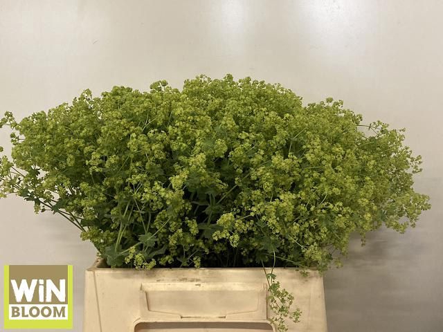 <h4>Alchemilla Robustica WiNBloom</h4>