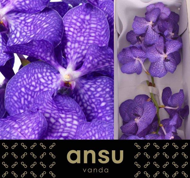 Vanda Kan Mag Blue