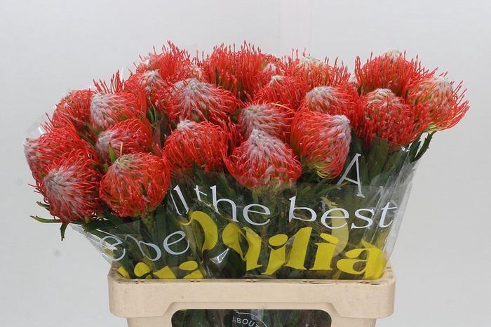 <h4>Nutans Tango</h4>