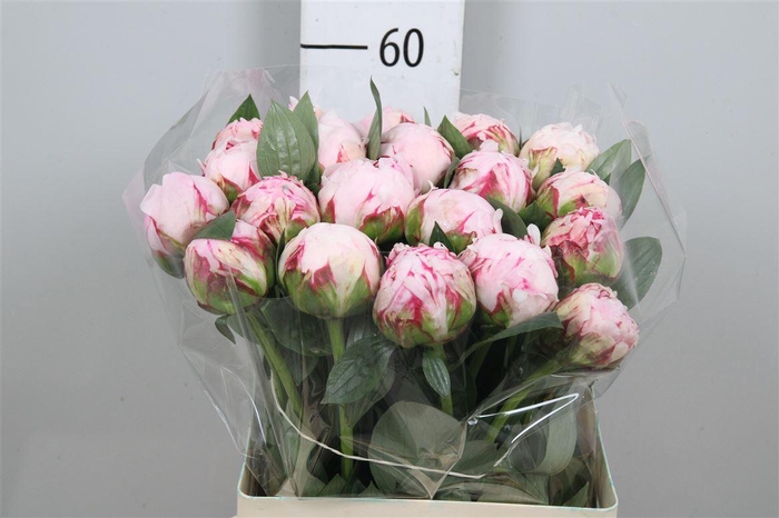 <h4>Paeo Sara Bernhard</h4>