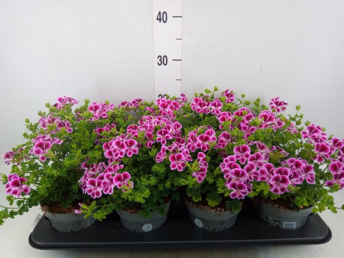 <h4>Pelargonium gran.   ..</h4>