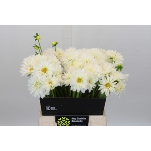Dahlia White Cap