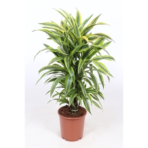 Dracaena Lemon Lime