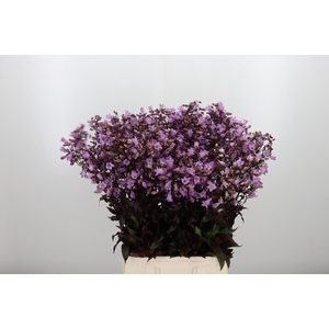 Penstemon Overig