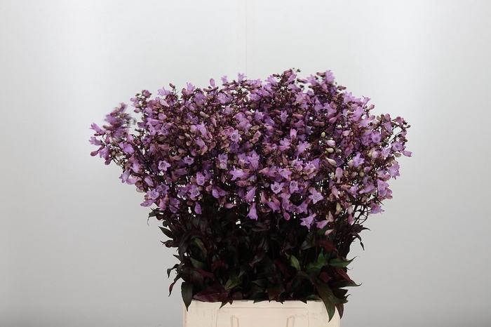 <h4>Penstemon Overig</h4>
