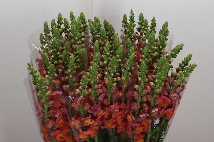 <h4>Antir It Orange</h4>