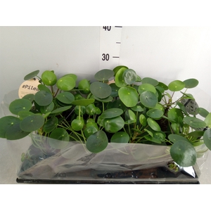 Pilea peperomoides