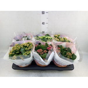 Kalanchoe blos. 'RoyalDon'   ..mix