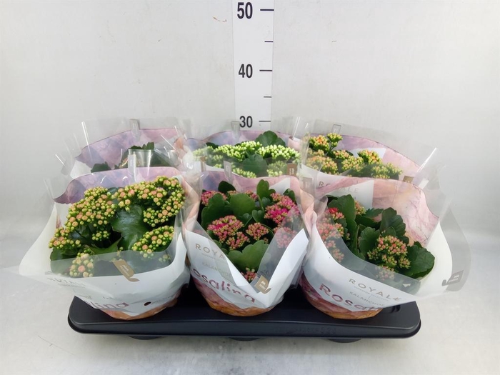 <h4>Kalanchoe blos. 'RoyalDon'   ..mix</h4>
