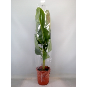 Musa  'Dwarf Cavendish'