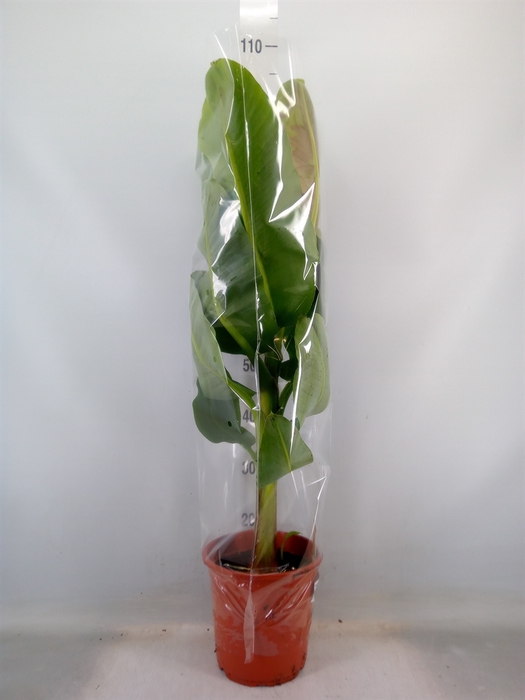 <h4>Musa  'Dwarf Cavendish'</h4>