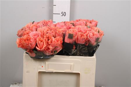 <h4>R Gr Blushing Reeva</h4>