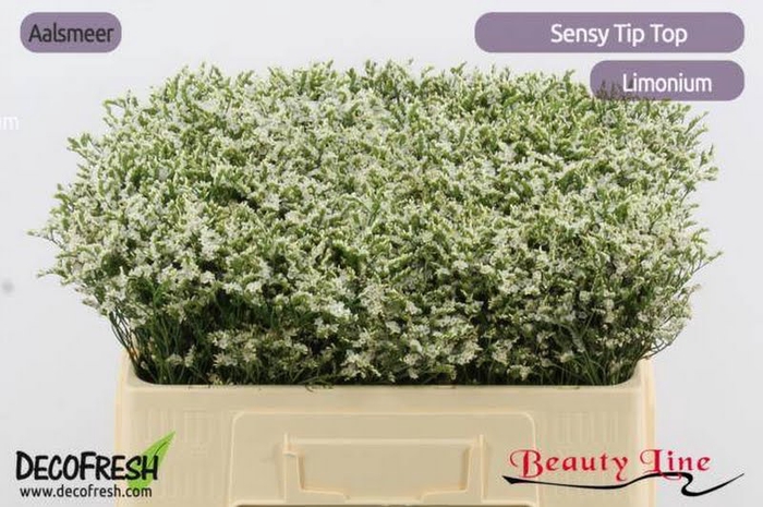 <h4>Limonium Sensi Tip Top Beauty</h4>