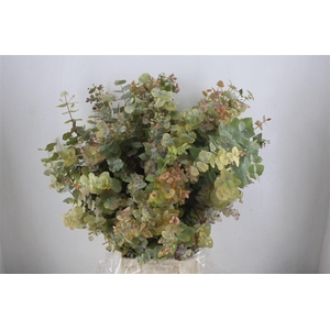 Euca Stuartiana Autumn P Bunch