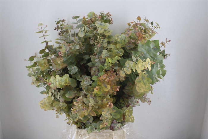<h4>Euca Stuartiana Autumn P Bunch</h4>