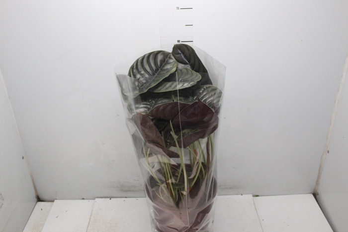 <h4>ALOCASIA CUPREA</h4>