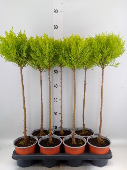 <h4>Cupressus macro. 'Goldcrest' .shape</h4>