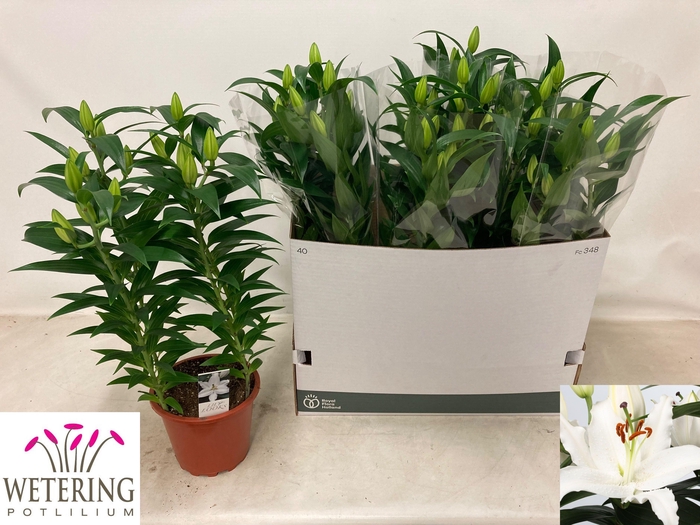 <h4>LIL OR SUN BAHAMAS</h4>