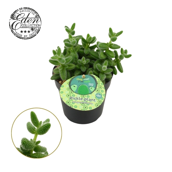 <h4>Delosperma Echinatum 12cm Nederlands etiket</h4>
