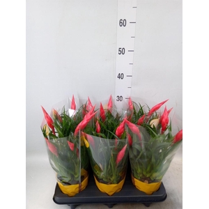 Vriesea 'Astrid'